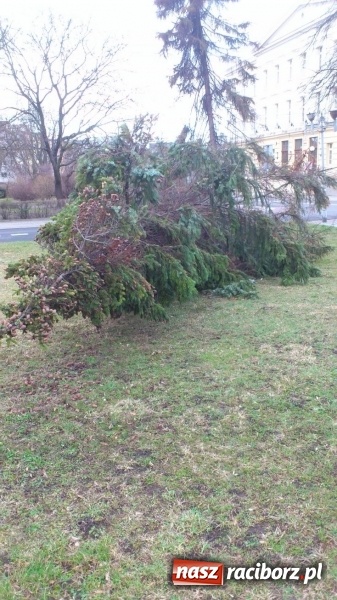 Zdjęcie w galerii na portalu naszraciborz.pl: Ślady po wichurze wciąż widoczne w Raciborzu wiadomości z regionu