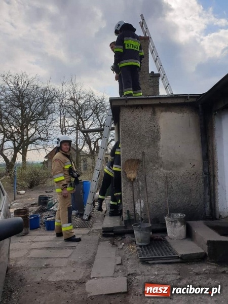 Zdjęcie w galerii na portalu naszraciborz.pl: Dzik powodem kraksy na DW 416 w Żerdzinach  wiadomości z regionu