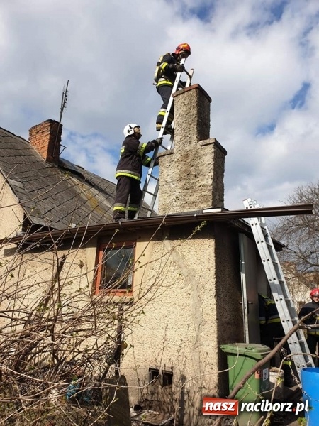 Zdjęcie w galerii na portalu naszraciborz.pl: Dzik powodem kraksy na DW 416 w Żerdzinach  wiadomości z regionu