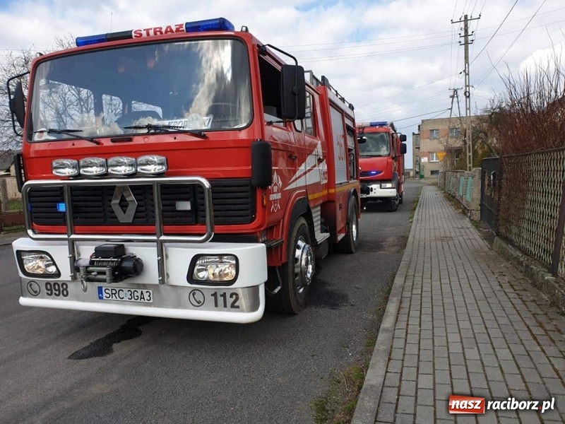 Zdjęcie w galerii na portalu naszraciborz.pl: Dzik powodem kraksy na DW 416 w Żerdzinach  wiadomości z regionu