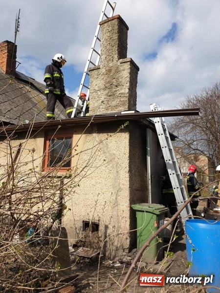 Zdjęcie w galerii na portalu naszraciborz.pl: Dzik powodem kraksy na DW 416 w Żerdzinach  wiadomości z regionu
