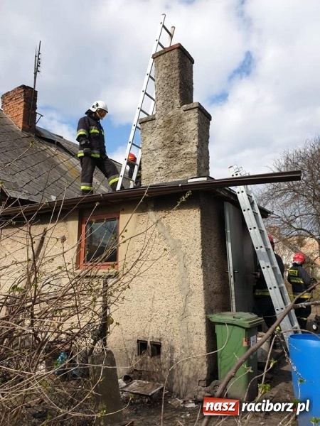 Zdjęcie w galerii na portalu naszraciborz.pl: Dzik powodem kraksy na DW 416 w Żerdzinach  wiadomości z regionu