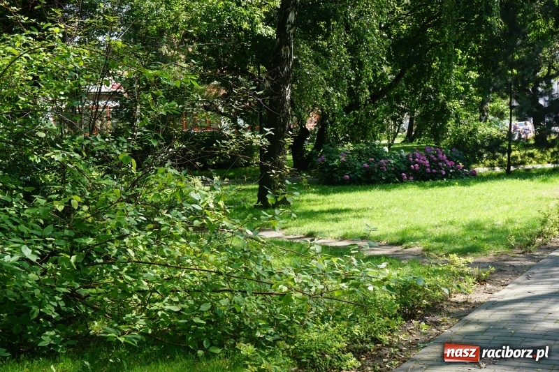 Zdjęcie w galerii na portalu naszraciborz.pl: Czyste miasto to nie tylko dobrze utrzymane drogi i chodniki wiadomości z regionu