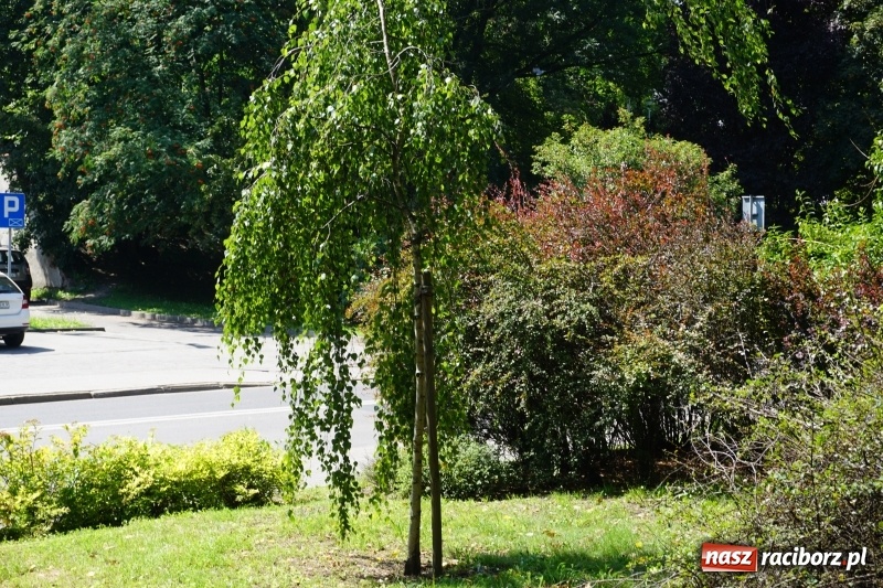 Zdjęcie w galerii na portalu naszraciborz.pl: Czyste miasto to nie tylko dobrze utrzymane drogi i chodniki wiadomości z regionu