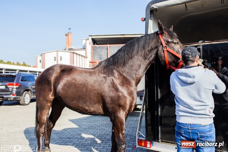 Zdjęcie w galerii na portalu naszraciborz.pl: Jarmark Staroci oraz Targ Koński w Pietrowicach Wielkich wiadomości z regionu