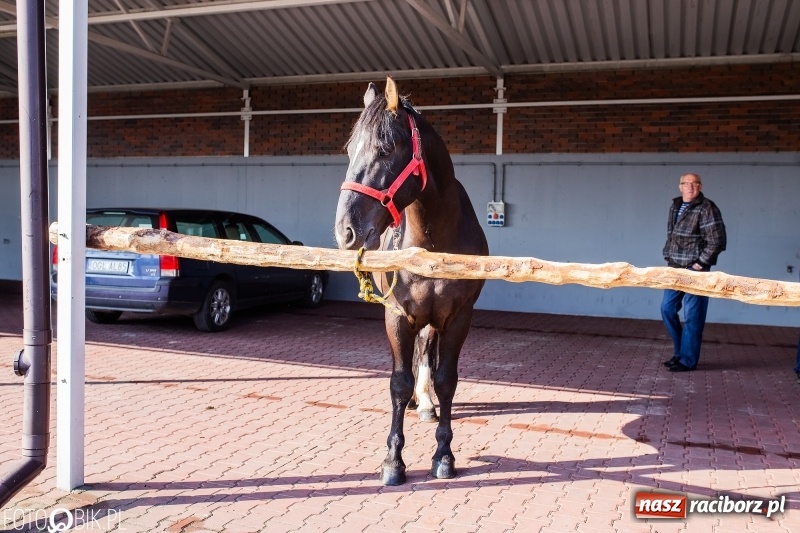 Zdjęcie w galerii na portalu naszraciborz.pl: Jarmark Staroci oraz Targ Koński w Pietrowicach Wielkich wiadomości z regionu