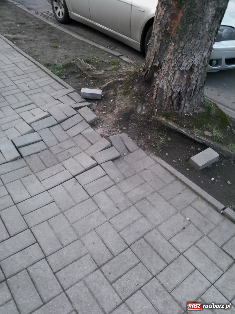 Zdjęcie w galerii na portalu naszraciborz.pl: Ten chodnik woła o pomstę do nieba  wiadomości z regionu