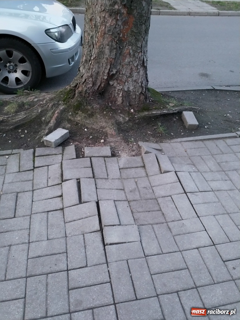 Zdjęcie w galerii na portalu naszraciborz.pl: Ten chodnik woła o pomstę do nieba  wiadomości z regionu