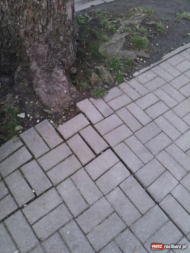 Zdjęcie w galerii na portalu naszraciborz.pl: Ten chodnik woła o pomstę do nieba  wiadomości z regionu