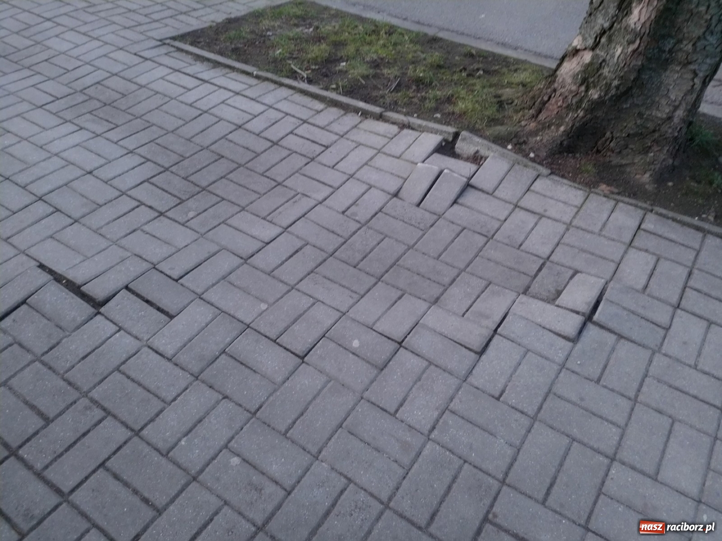 Zdjęcie w galerii na portalu naszraciborz.pl: Ten chodnik woła o pomstę do nieba  wiadomości z regionu