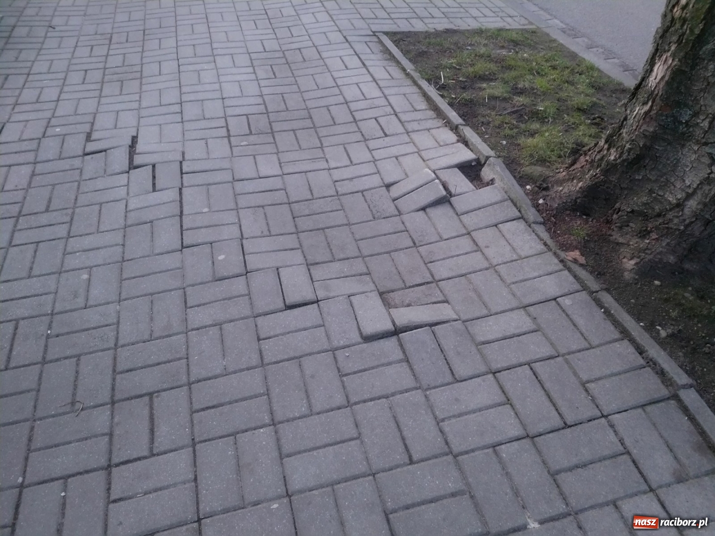 Zdjęcie w galerii na portalu naszraciborz.pl: Ten chodnik woła o pomstę do nieba  wiadomości z regionu