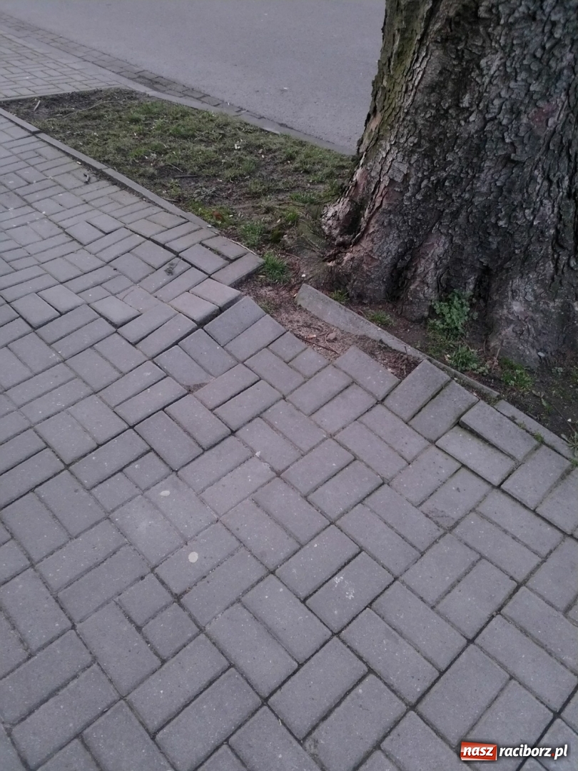 Zdjęcie w galerii na portalu naszraciborz.pl: Ten chodnik woła o pomstę do nieba  wiadomości z regionu