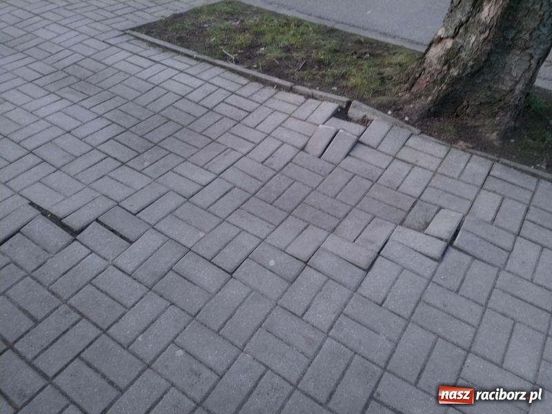 Zdjęcie w galerii na portalu naszraciborz.pl: Ten chodnik woła o pomstę do nieba  wiadomości z regionu