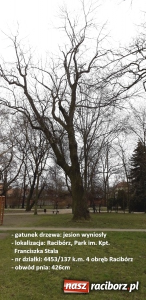 Zdjęcie w galerii na portalu naszraciborz.pl: Raciborski magistrat planuje wycinkę kolejnych drzew wiadomości z regionu