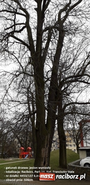 Zdjęcie w galerii na portalu naszraciborz.pl: Raciborski magistrat planuje wycinkę kolejnych drzew wiadomości z regionu