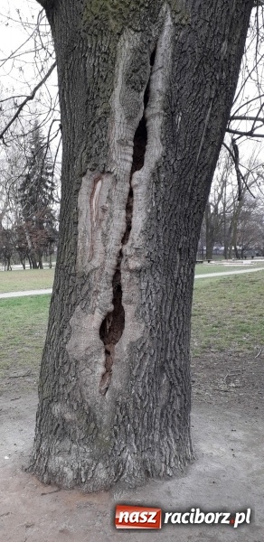 Zdjęcie w galerii na portalu naszraciborz.pl: Raciborski magistrat planuje wycinkę kolejnych drzew wiadomości z regionu