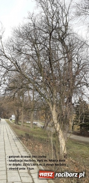 Zdjęcie w galerii na portalu naszraciborz.pl: Raciborski magistrat planuje wycinkę kolejnych drzew wiadomości z regionu