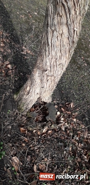 Zdjęcie w galerii na portalu naszraciborz.pl: Raciborski magistrat planuje wycinkę kolejnych drzew wiadomości z regionu