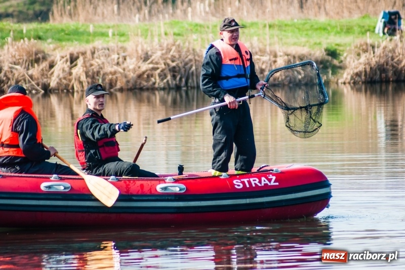Zdjęcie w galerii na portalu naszraciborz.pl: Mega City wyciągnęło ze żwirowni zatopionego forda [FOTO i WIDEO] wiadomości z regionu