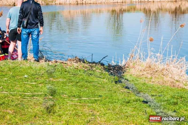 Zdjęcie w galerii na portalu naszraciborz.pl: Mega City wyciągnęło ze żwirowni zatopionego forda [FOTO i WIDEO] wiadomości z regionu