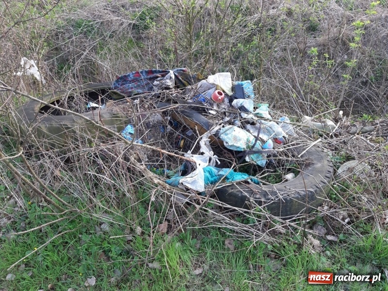 Zdjęcie w galerii na portalu naszraciborz.pl: Smutny widok na drodze do Łężczoka  wiadomości z regionu