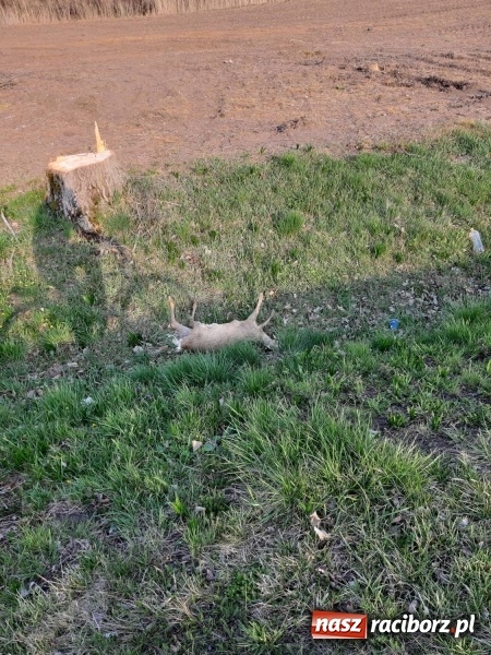 Zdjęcie w galerii na portalu naszraciborz.pl: Smutny widok na drodze do Łężczoka  wiadomości z regionu