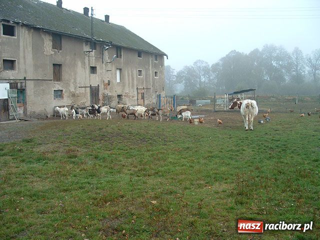 Zdjęcie w galerii na portalu naszraciborz.pl: Z potrzeby serca wiadomości z regionu