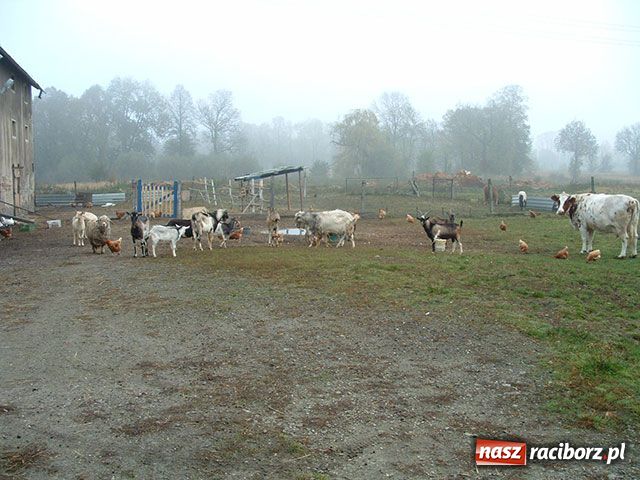 Zdjęcie w galerii na portalu naszraciborz.pl: Z potrzeby serca wiadomości z regionu