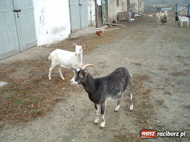 Zdjęcie w galerii na portalu naszraciborz.pl: Z potrzeby serca wiadomości z regionu