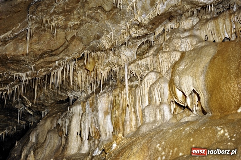 Zdjęcie w galerii na portalu naszraciborz.pl: Wystartowały zapisy na obóz ART CAMP „ZIELONE WZGÓRZE” wiadomości z regionu