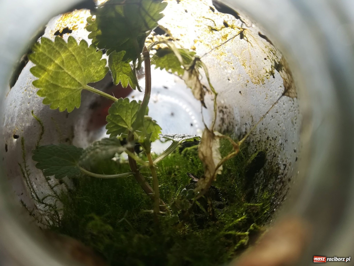 Zdjęcie w galerii na portalu naszraciborz.pl: Grupa Amatorka zachęca do sprzątania wiadomości z regionu