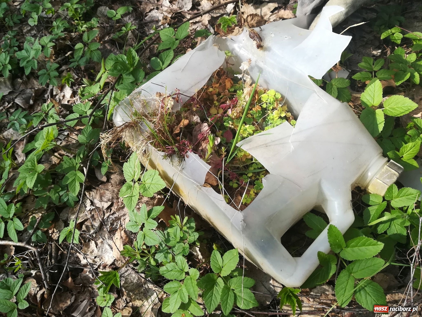 Zdjęcie w galerii na portalu naszraciborz.pl: Grupa Amatorka zachęca do sprzątania wiadomości z regionu