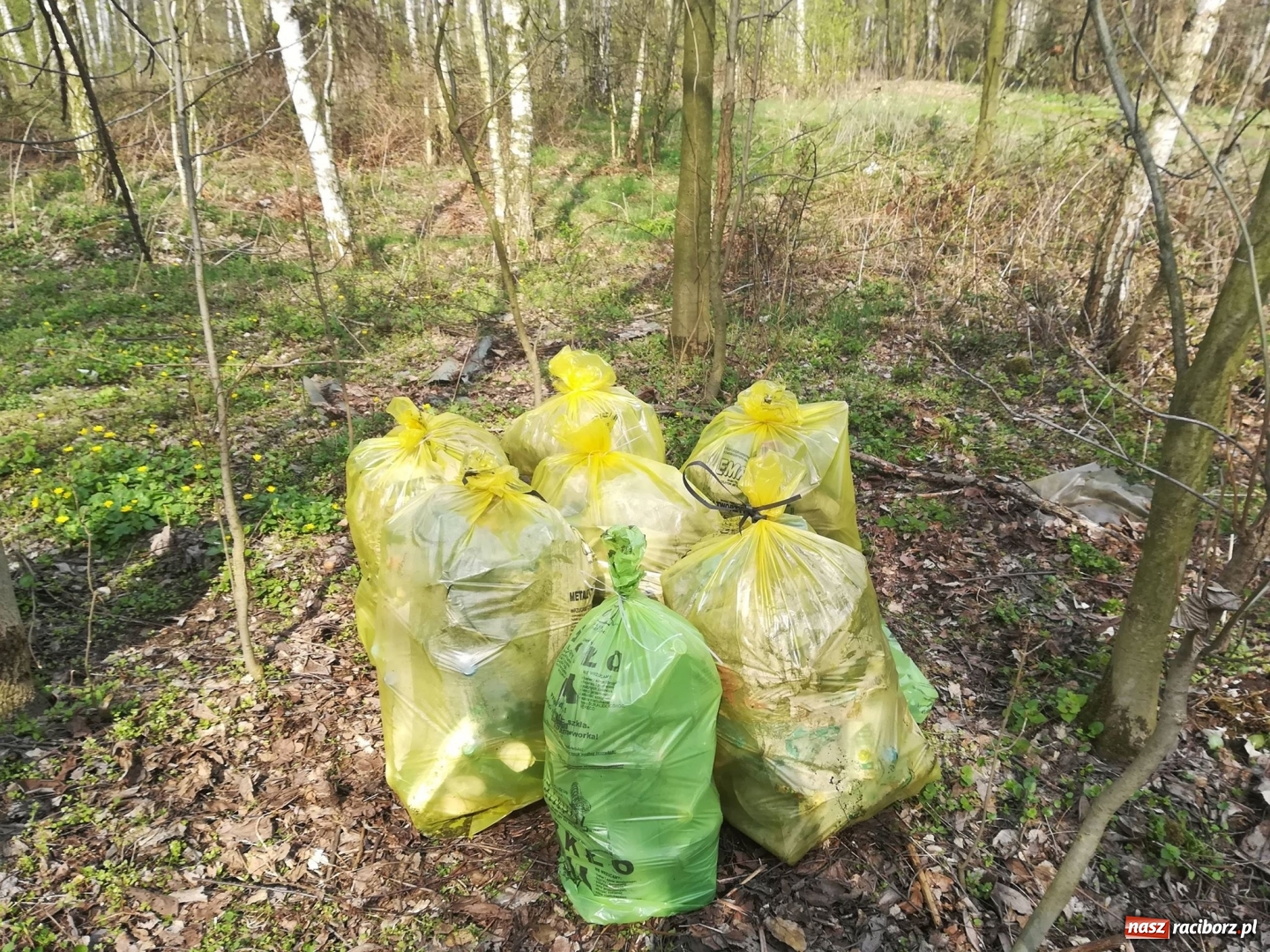 Zdjęcie w galerii na portalu naszraciborz.pl: Grupa Amatorka zachęca do sprzątania wiadomości z regionu