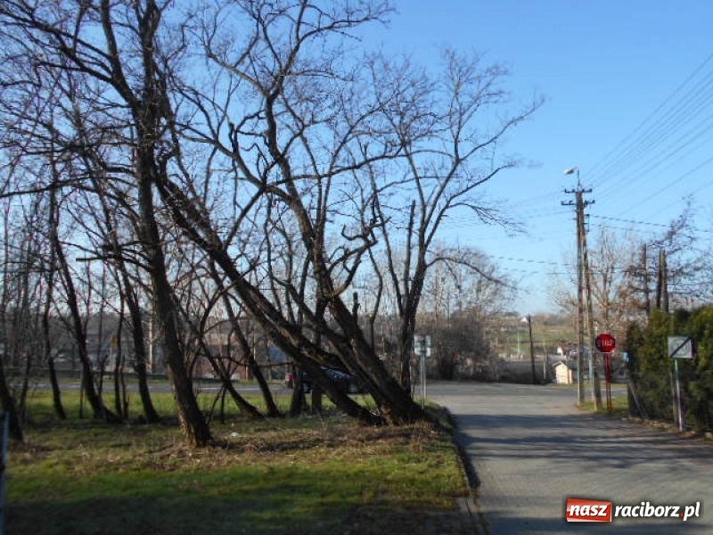 Zdjęcie w galerii na portalu naszraciborz.pl: W Raciborzu wytną kolejne drzewa wiadomości z regionu