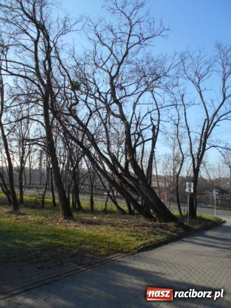 Zdjęcie w galerii na portalu naszraciborz.pl: W Raciborzu wytną kolejne drzewa wiadomości z regionu