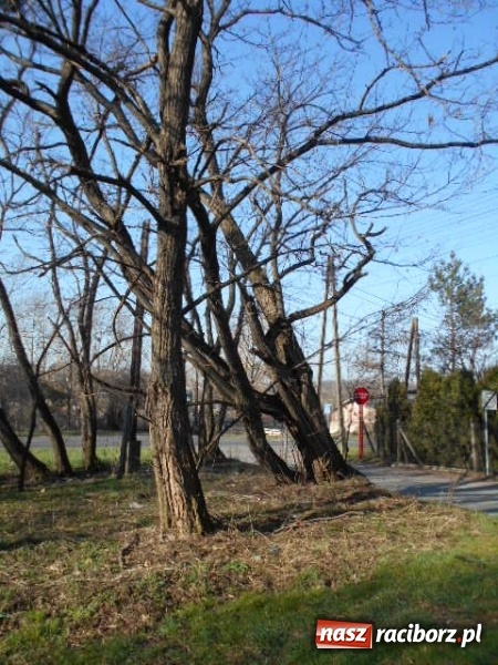 Zdjęcie w galerii na portalu naszraciborz.pl: W Raciborzu wytną kolejne drzewa wiadomości z regionu
