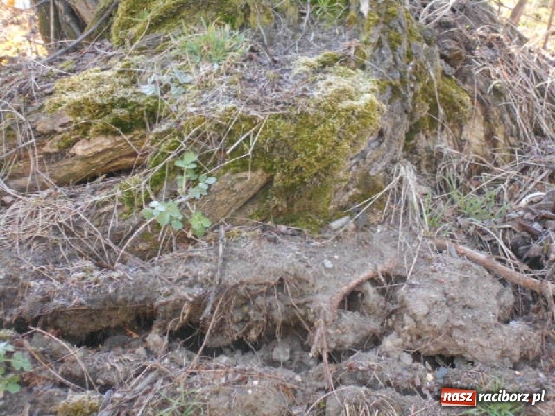 Zdjęcie w galerii na portalu naszraciborz.pl: W Raciborzu wytną kolejne drzewa wiadomości z regionu