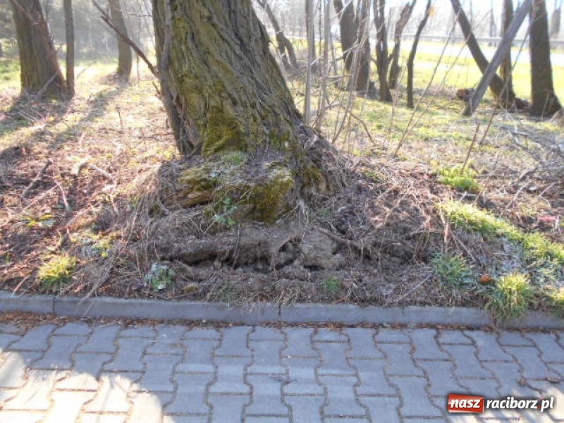 Zdjęcie w galerii na portalu naszraciborz.pl: W Raciborzu wytną kolejne drzewa wiadomości z regionu
