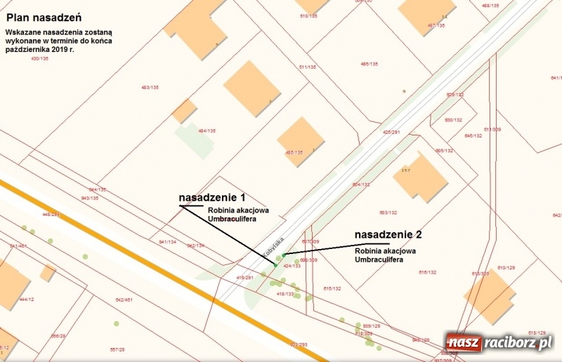 Zdjęcie w galerii na portalu naszraciborz.pl: W Raciborzu wytną kolejne drzewa wiadomości z regionu