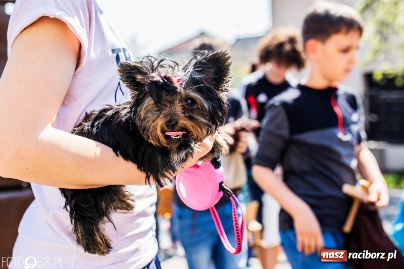 Zdjęcie w galerii na portalu naszraciborz.pl: W Raciborzu-Sudole znów było dziś słychać klekotki wiadomości z regionu