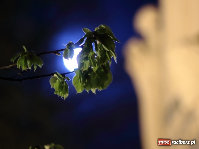 Zdjęcie w galerii na portalu naszraciborz.pl: Dekret biskupa opolskiego o przebiegu Wielkiego Tygodnia. Od Wielkanocy 50 osób w kościele wiadomości z regionu