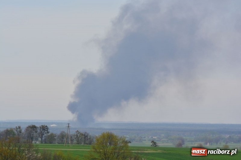 Zdjęcie w galerii na portalu naszraciborz.pl: Słup czarnego dymu nad lasami raciborskimi. Przemieszcza się przez nasz powiat [FOTO i WIDEO] wiadomości z regionu