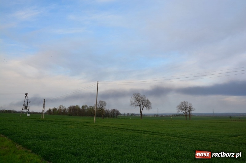 Zdjęcie w galerii na portalu naszraciborz.pl: Słup czarnego dymu nad lasami raciborskimi. Przemieszcza się przez nasz powiat [FOTO i WIDEO] wiadomości z regionu
