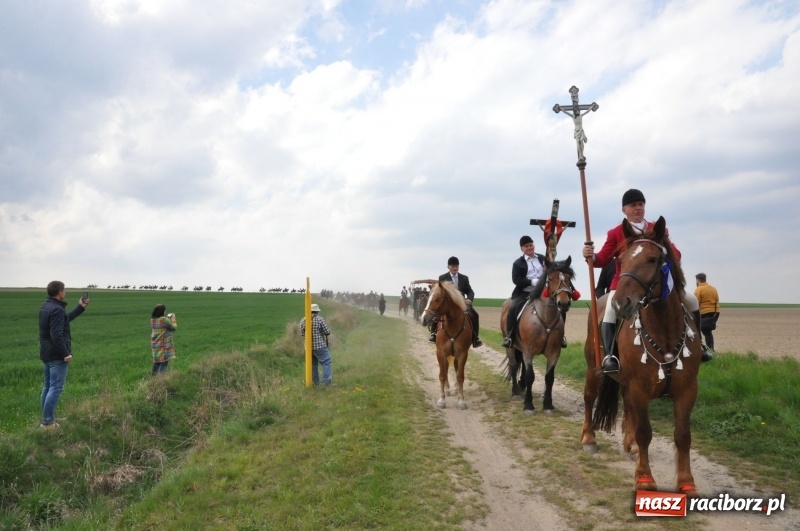 Zdjęcie w galerii na portalu naszraciborz.pl: Rekordowa liczba koni w Bieńkowicach [FOTO i WIDEO] wiadomości z regionu