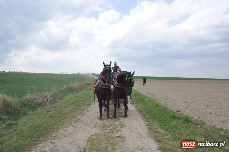 Zdjęcie w galerii na portalu naszraciborz.pl: Rekordowa liczba koni w Bieńkowicach [FOTO i WIDEO] wiadomości z regionu