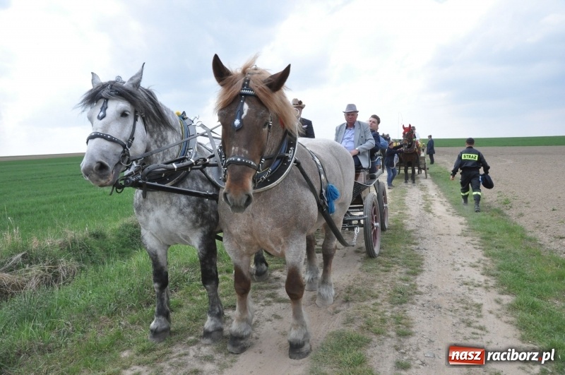 Zdjęcie w galerii na portalu naszraciborz.pl: Rekordowa liczba koni w Bieńkowicach [FOTO i WIDEO] wiadomości z regionu
