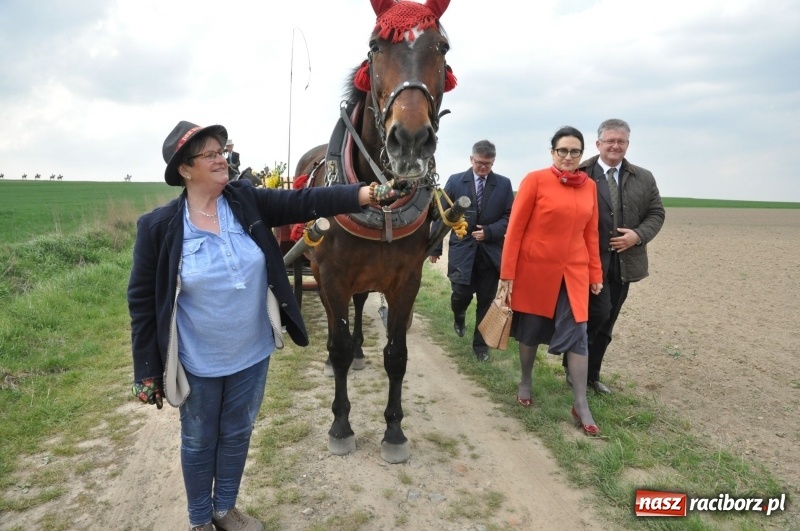 Zdjęcie w galerii na portalu naszraciborz.pl: Rekordowa liczba koni w Bieńkowicach [FOTO i WIDEO] wiadomości z regionu