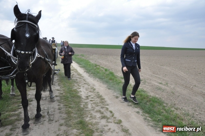 Zdjęcie w galerii na portalu naszraciborz.pl: Rekordowa liczba koni w Bieńkowicach [FOTO i WIDEO] wiadomości z regionu