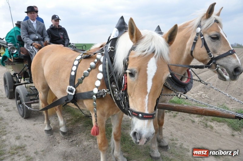 Zdjęcie w galerii na portalu naszraciborz.pl: Rekordowa liczba koni w Bieńkowicach [FOTO i WIDEO] wiadomości z regionu