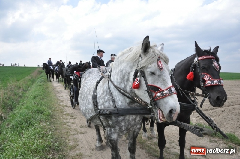 Zdjęcie w galerii na portalu naszraciborz.pl: Rekordowa liczba koni w Bieńkowicach [FOTO i WIDEO] wiadomości z regionu